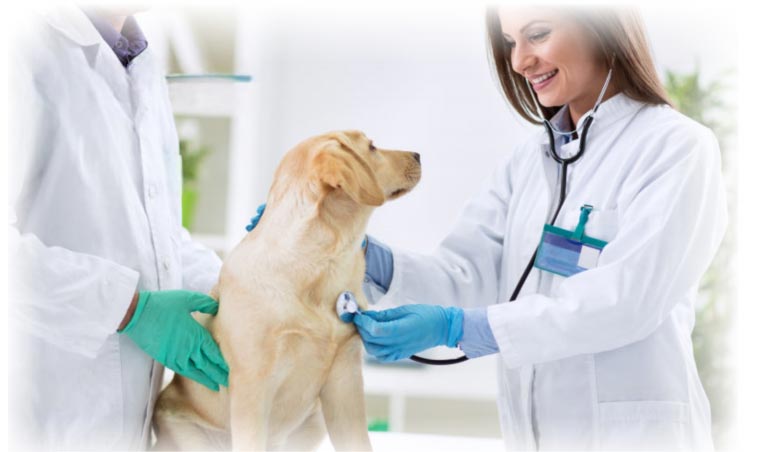 Veterinary Infusion Pump